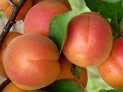 51045 merunka adriana