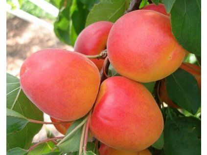 51048 1 merunka anegat