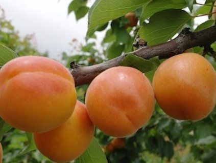 51090 1 merunka bora