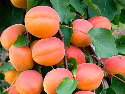 51099 merunka early blush