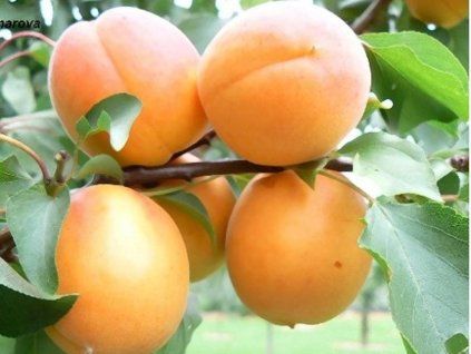 51108 merunka exnarova