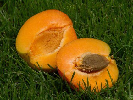 51117 merunka farbaly