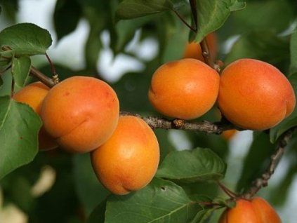 51177 merunka harlayne