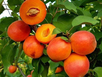 51189 merunka harostar