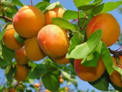 51228 1 merunka lazeranska