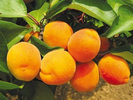 51249 merunka lerosa