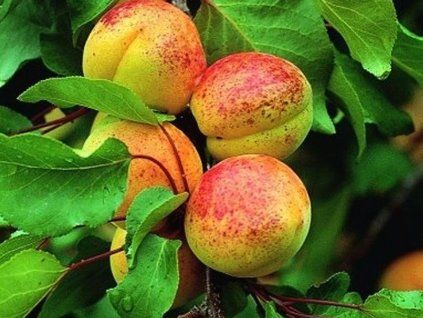 51258 merunka luizet