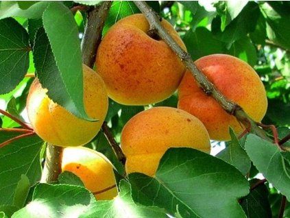 51276 merunka marlen