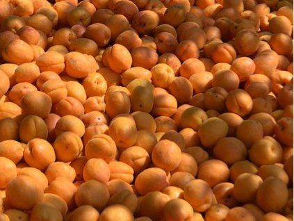 51279 merunka new goldrich