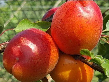 51333 merunka spring blush