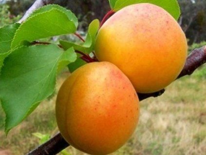 51336 merunka strepet