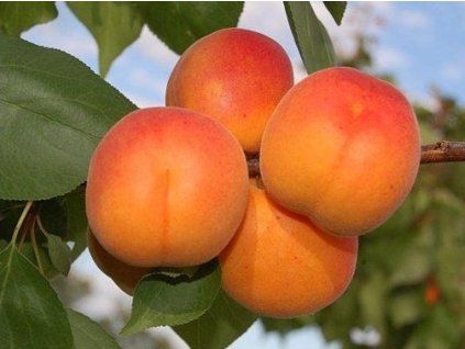 51351 merunka sylvercot