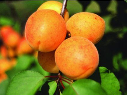 51366 1 merunka veharda