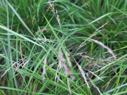 Deschampsia caespitosa 'Pixie Fountain'