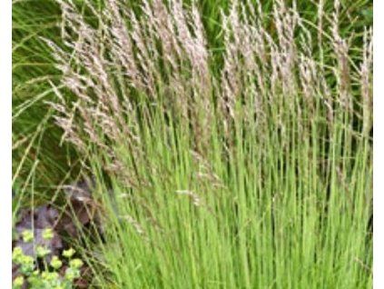 51432 1 Rasenschmiele c2