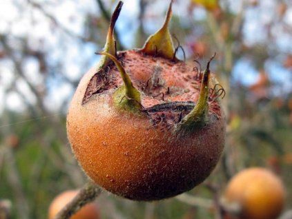 Deutsche Fleischbällchen