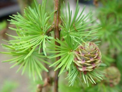 52062 modrin kaempferuv stiff weeping