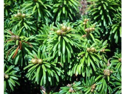 52086 1 modrin opadavy wb dachstein 1