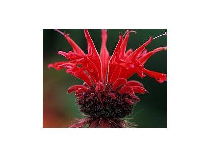 Monarda (Zavinutka) (Balen� kontejner p9)