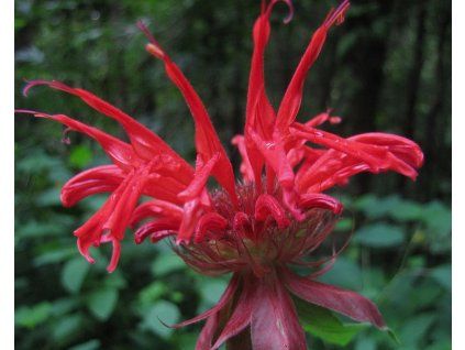 52182 1 monarda zavinutka