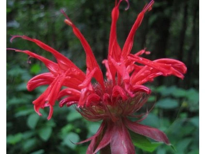 52182 1 Monarda-Rolle