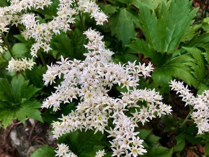 Mukdenie rossi „Karasuba“3