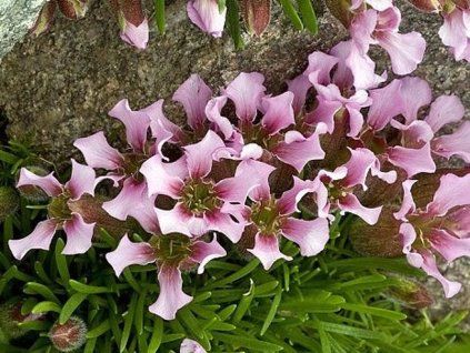 Seifenschale niedrig