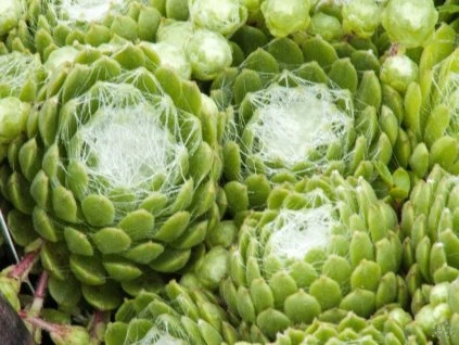 Saxifraga Claerchen (2)