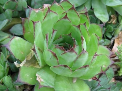 nicht-tschechisches Dach 1