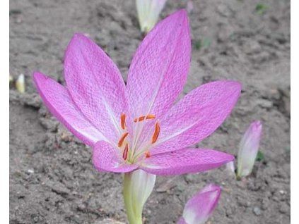 53811 1 ocun violet queen