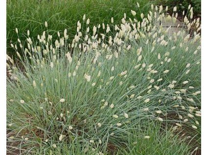 55185 1 Pechava glänzend