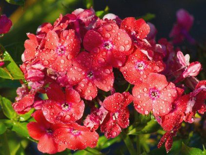 Phlox Orange Perfection