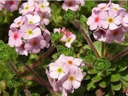 pochybek net�eskovit�