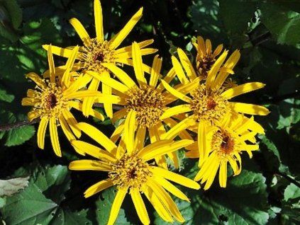 popelivka zoubkovan�