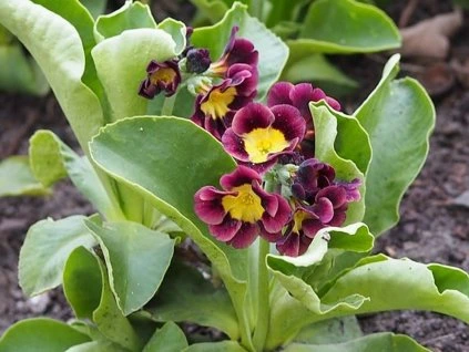 57228 prvosenka pyrita primula pubescens