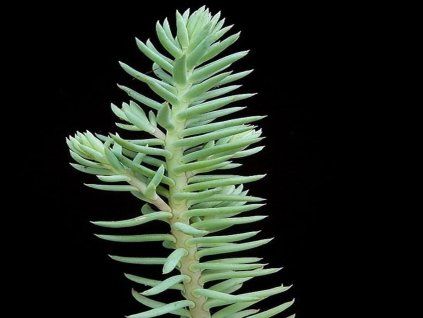 rozchodn�k suchomiln�