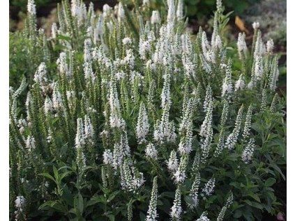 58884 1 Veronica officinalis alba c2