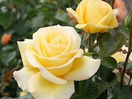 Rose 'Avec Amour®' (Container C2 Verpackung)