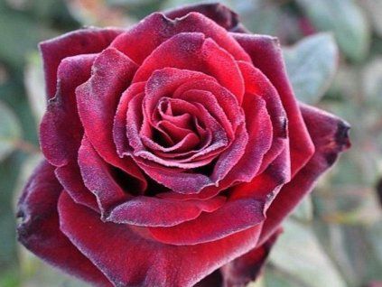 59124 Rosen Barcarolle