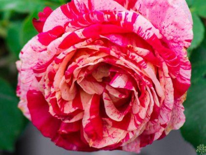 Rose 'Best Impression®' (Spezielle Verpackung)