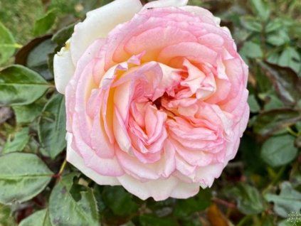 Rose 'Biedermeier®' (Container C2 Verpackung)