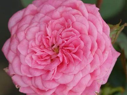 59148 ruze boogie woogie courtyard