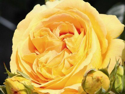 Rose 'Candlelight®' (Container C2)