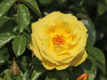 Rose 'Dukat®' (Container C2)