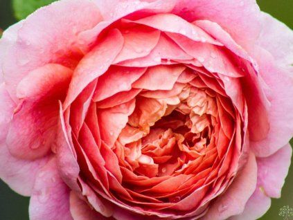 Růže 'Eisvogel' (Balení kontejner C2)