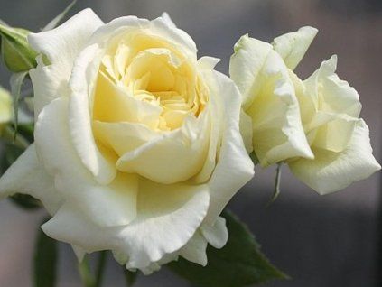 Rose 'Elfe®' (Container Verpackung C2)