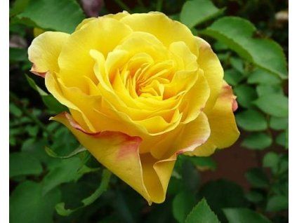 59202 1 ruze goldstern