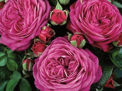 Rose 'Heidi Klum Rose®' (Container C2)