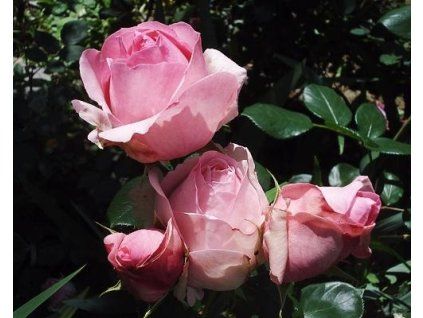 59229 1 Rosengeschichte