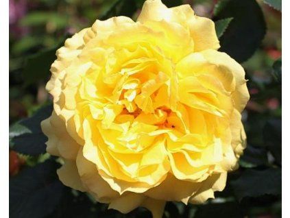 59232 1 rote chinesische Mädchen